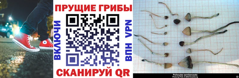 Галлюциногенные грибы Psilocybine cubensis  Купить закладки  Бахчисарай 